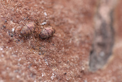 Choraginae