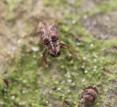 Tropiderini