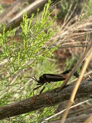 Acanthocephala thomasi