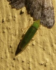 Helochara communis