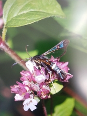 Synanthedon flaviventris