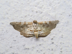 Collinsa commanotata