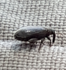 Orchestes fagi