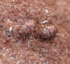 Choraginae