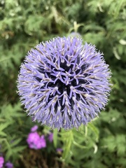 Echinops bannaticus
