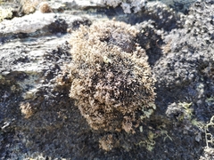 Sphaerophorus fragilis