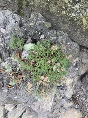 Mononeuria groenlandica