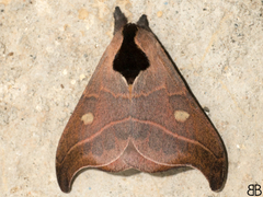 Hylesia nanus