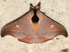 Hylesia nanus