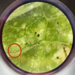 Tetranychus urticae