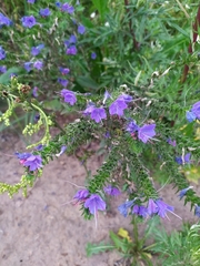Echium vulgare