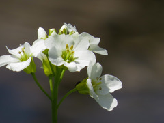 Cardamine pratensis