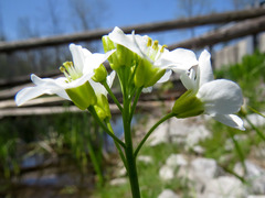 Cardamine pratensis
