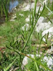 Cardamine pratensis