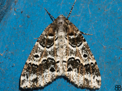 Cargolia arana