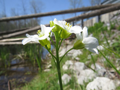 Cardamine pratensis