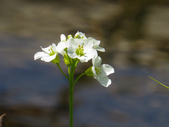 Cardamine pratensis