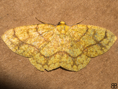 Periclina