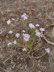 Iberis procumbens