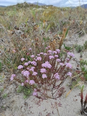 Iberis procumbens