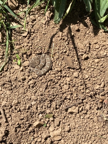 iNaturalist observation photo of Northern Pacific Rattlesnake