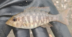 Lethrinus rubrioperculatus