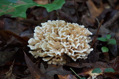 Sparassis spathulata