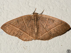 Episemasia