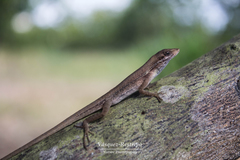 Anolis auratus