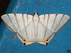 Opisthoxia metargyria