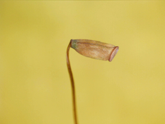 Polytrichum pallidisetum
