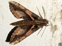 Xylophanes ceratomioides
