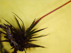 Polytrichum pallidisetum