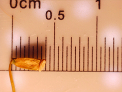 Polytrichum pallidisetum