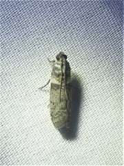 Sciota subfuscella