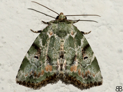 Chytonix elegans