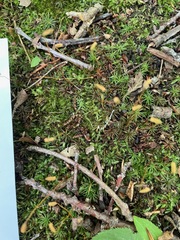 Polytrichum pallidisetum