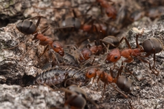 Formica truncorum