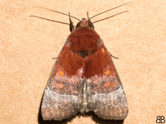 Hampsonodes