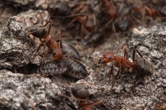 Formica truncorum