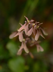 Neottia smallii