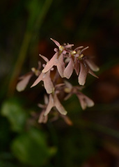 Neottia smallii