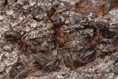 Formica truncorum