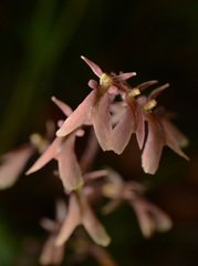 Neottia smallii