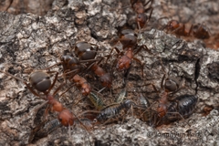 Formica truncorum