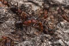 Formica truncorum