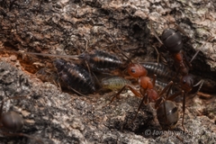 Formica truncorum