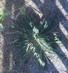 Goniolimon tataricum