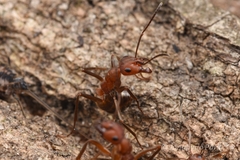 Formica truncorum