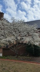 Cornus florida